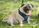 Pug